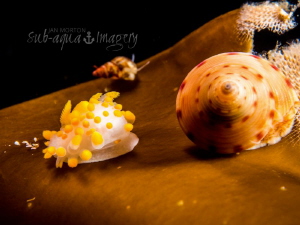 Limacia clavigera, and Calliostoma zizyphinum by Jan Morton 